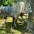 Bay Roan Gypsy Colt 6 thumbnail