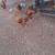 Roosters 1 thumbnail