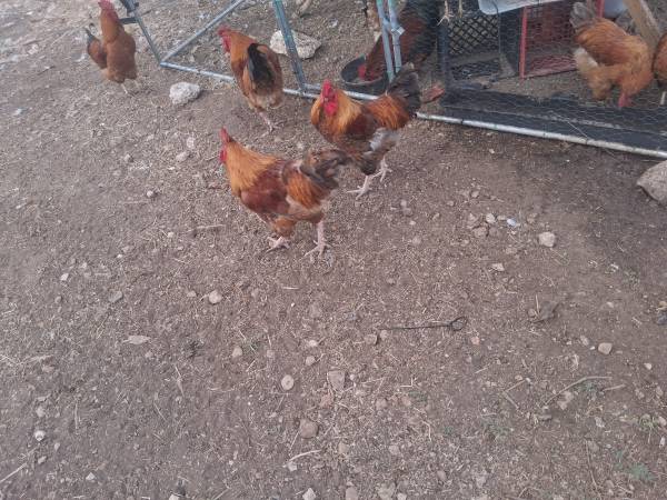 Roosters 1