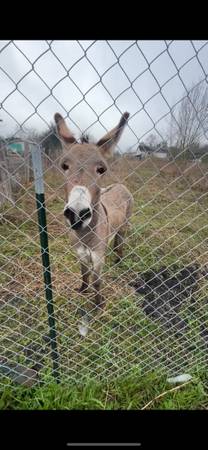Donkey 1
