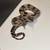 Baby boas, corns, and hognoses 9 thumbnail
