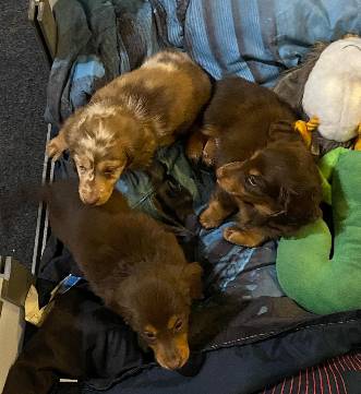 super cute dachshund SALE 1