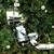 VINTAGE MILLER BIKE LAMP SET (BRAND NEW) NOTTINGHAM ENGLAND 5 thumbnail