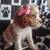 cocker spaniel puppys 1 thumbnail