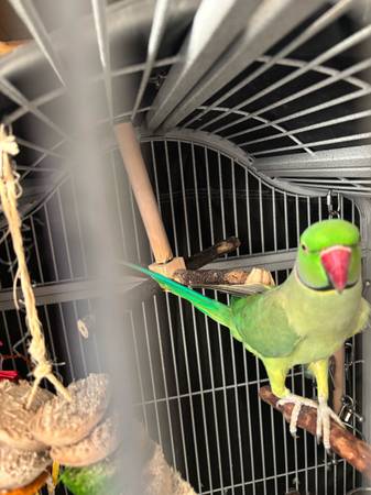 Indian ringneck (Sunnyvale)63861571623041121