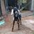 Miniature Nubian- Polled-Blue Eyed- Moon spotted Roan BUCK- Josiah 6 thumbnail