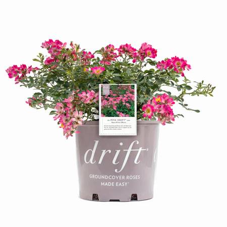 Pink Drift Rose 3 gallon 1