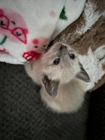 Adorable Siamese kittens63661959639555123