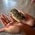 chicks 11 thumbnail