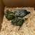 Quaker Parrot babies 1 thumbnail