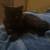 Kittens 4 thumbnail