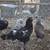Chickens 1 thumbnail