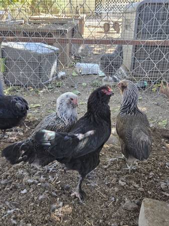 Chickens 1