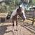 Yearling gypsy cross colt 6 thumbnail