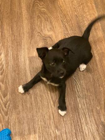 Chihuahua mix (Hillsboro)63958289056771120