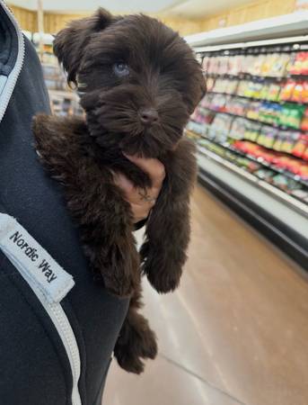 Cachorros hembra de Schnauzer (Goodyear)