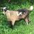 Polled Nigerian Dwarf Bucklings 2 thumbnail
