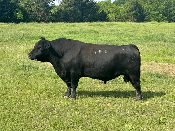 Registered Angus Bull 1