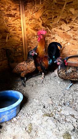 Mixed breed bantams 1