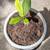 African Kola Nut Tree, sapling 1 thumbnail