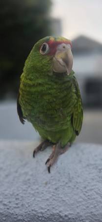 White front amazon 1