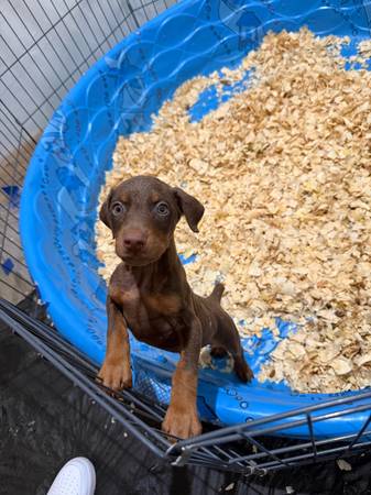 Male Dobie pup 1