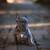 Blue Male Puppy French Bulldog 15 thumbnail