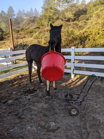 Horse caretaker 1