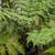 Australian Tree Fern 2 thumbnail
