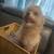 Pom Terrier 12 thumbnail