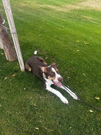 Need to rehome my Aussie/blue heeler mix (East mesa)63967283956995121