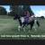 Gorgeous, Soggy Black & White Missouri Foxtrotter 8 thumbnail