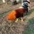 Roosters gallos 5 thumbnail