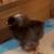 Baby chicks 3 thumbnail