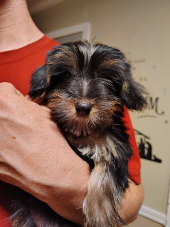 Cachorros Yorkie (Purcell)63670625750913123