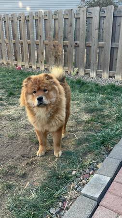 Chow chow (Aurora)64288460567939120