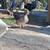 Geese 6 thumbnail