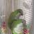 Quaker parrot pair 3 thumbnail
