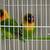 Rehoming proven pair. Or lovebirds 2 thumbnail