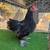 Chickens and duck 8 thumbnail