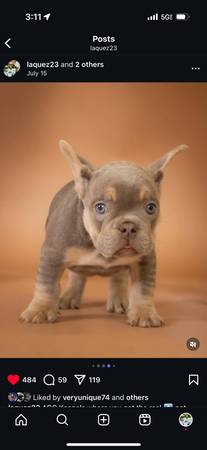 Frenchies available63736084891907124