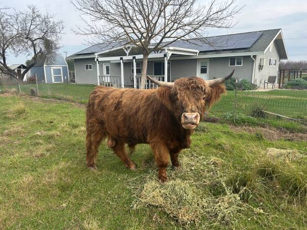 Highland Mini Bull 1