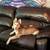 7 month huskies 1 thumbnail
