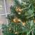 Christmas tree with warm lights 4 thumbnail