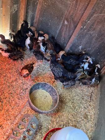 Chicks 1