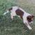 Puppy Australian Shepherd Texas Heeler 4 thumbnail