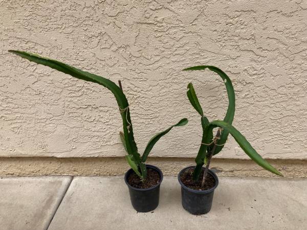 Yellow Palora Dragon Fruit Plants, Rooted 1 Gallon 1