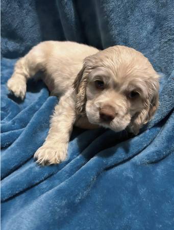 CKC purebred registered cocker spaniel puppy 1