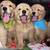 Retriever pup, playful, social, and perfect family 4 thumbnail