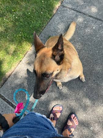 Rehoming Belgian Malinois (Richland)63411577582209124